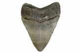 Fossil Megalodon Tooth - North Carolina #377967-1